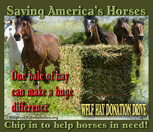 Make a lifesaving Hay Donations to help save lives today